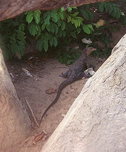 Tioman lizard
