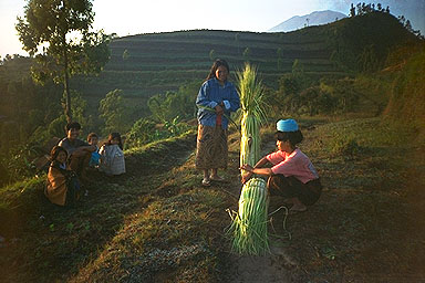 Songan Batur Bali harvest