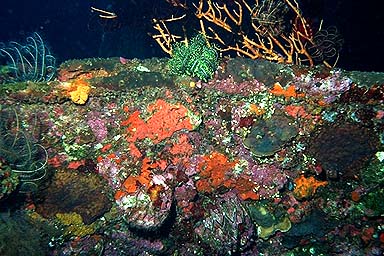 Tulamben Liberty Shipwreck coral
