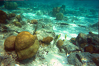 Tioman bottom