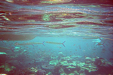 Tioman pencilfish