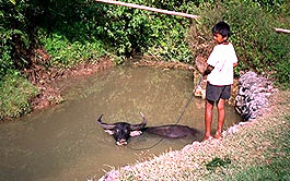 Toraja Scenery cow bath