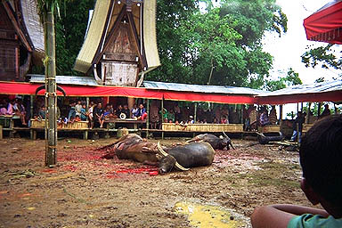 Toraja sacrifice 