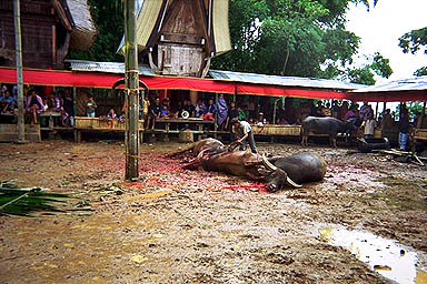 Toraja sacrifice 