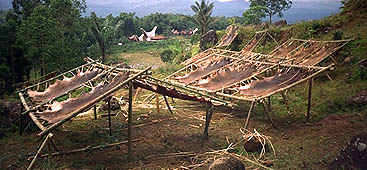 Toraja skins
