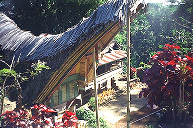 Toraja Scenery toraja roof
